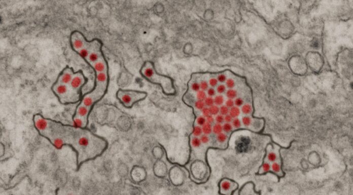 Тайны вирусного шпионажа: Как насекомые становятся проводниками эпидемий