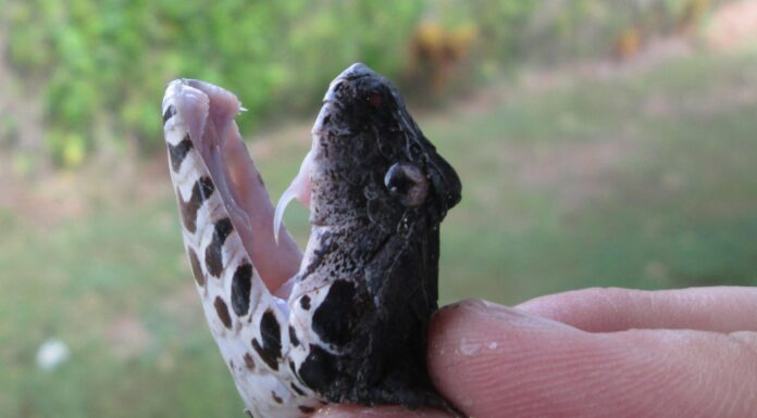 Раскрывая Тайны Змеиного Яда: Новая Методика Откроет Геномные Секреты Опасных Созданий