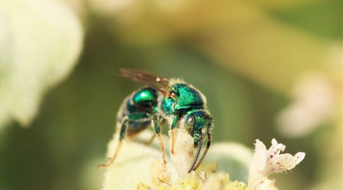 Цветок-приманка: Как ваш сад может стать оазисом для пчел, независимо от окружения