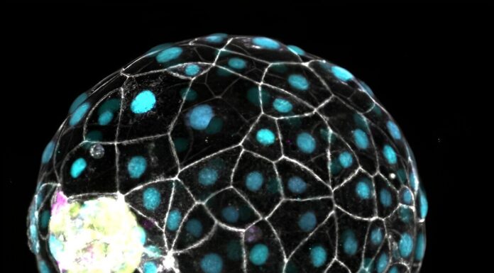 Тайна “Кнопки Паузы” в Развитии Человека: Ученые Откроли Возможность Замедлить Время внутри Эмбриона