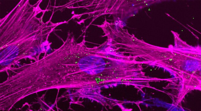 Цветочная Энергетика: Нанотехнологии Продлевают Жизнь, Заряжая Митохондрии