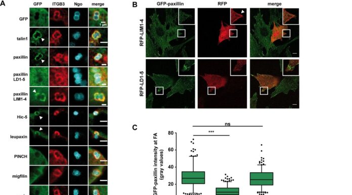 Тайна клеточного сцепления: как паксиллин удерживает нас вместе