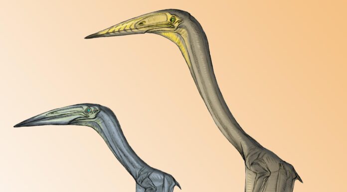 Крылья в небесах: Новые открытия о полете гигантских птерозавров