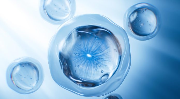 Дивовижне відкриття: вчені виявили унікальні клітини, що дозволяють пітонам перетравлювати кістки