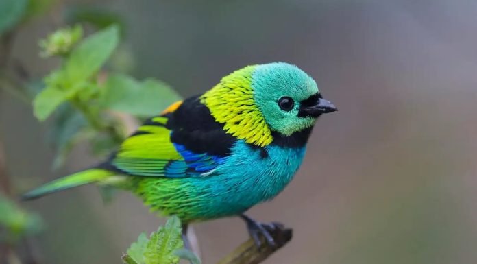 Секрет того, що змушує розквітати сліпучих співочих птахів