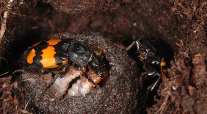 Співпраця між братами та сестрами підвищує виживання личинок жуків навіть без батьківського піклування