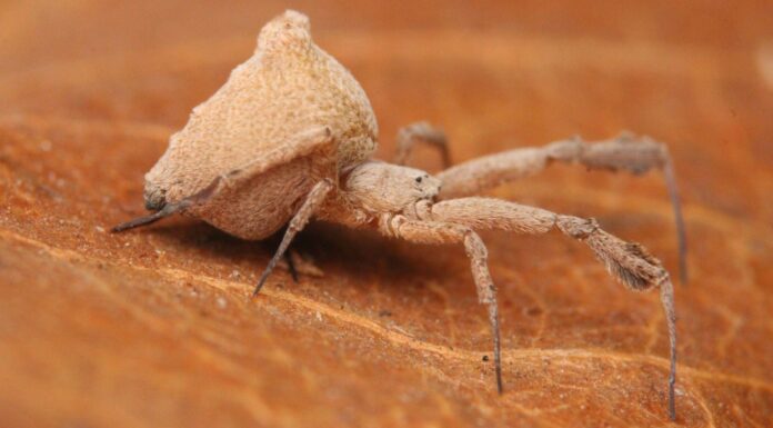 Ось павук, у якого блювота страшніше, ніж укус