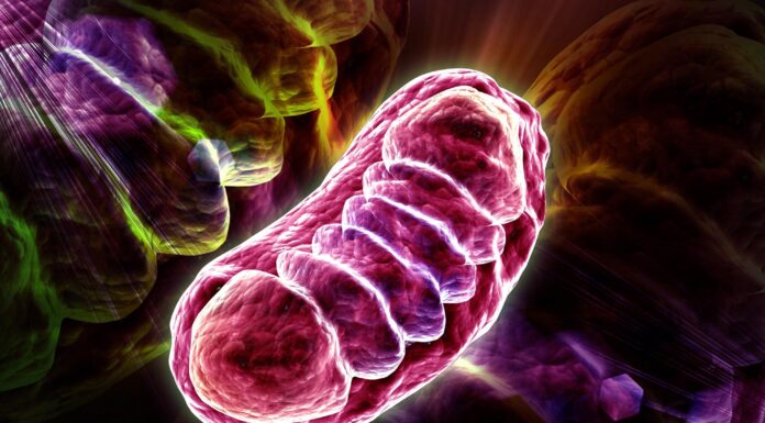 Чому поширюється рак: вчені знайшли новий ключ до розгадки роботи клітинної електростанції