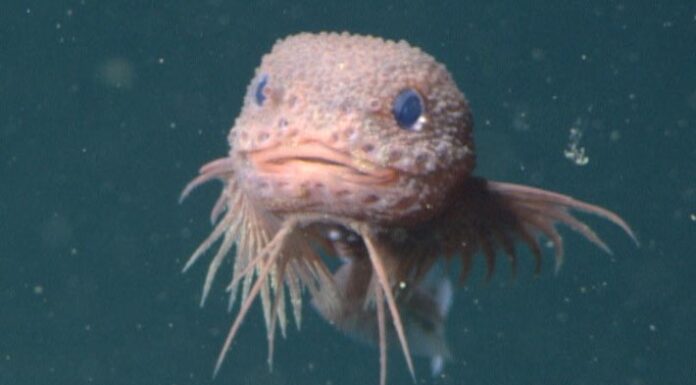 У Тихому океані виявлено три нових види глибоководних риб-равликів