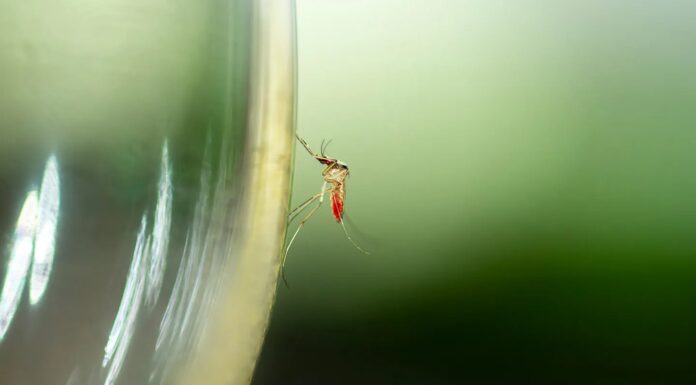 Хочете уникнути укусів комарів? Відійдіть від пива