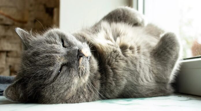 У літніх котів з деменцією можуть бути ознаки хвороби Альцгеймера