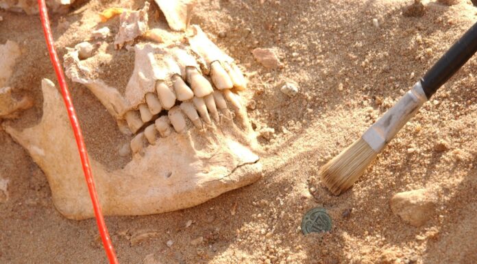 ДНК армії Наполеона 1812 року ідентифікує патогени, ймовірно відповідальні за загибель армії під час її відступу з Росії.