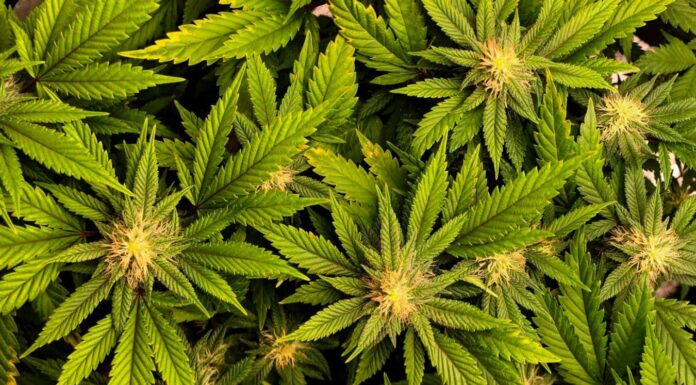 Екстракт канабісу виявляється ефективним для болю в попереку