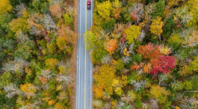 Посуха послаблює сезон опадання листя на північному сході