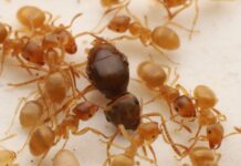 Королеви паразитичних мурах організовують насильницькі перевороти, щоб захопити колонії