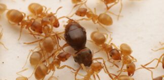 Королеви паразитичних мурах організовують насильницькі перевороти, щоб захопити колонії