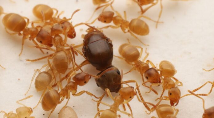 Королеви паразитичних мурах організовують насильницькі перевороти, щоб захопити колонії