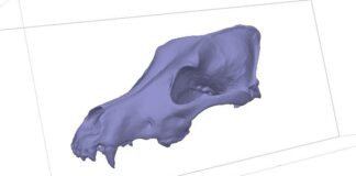 Собаки 8000 р. до н.е. Були неймовірно різноманітні