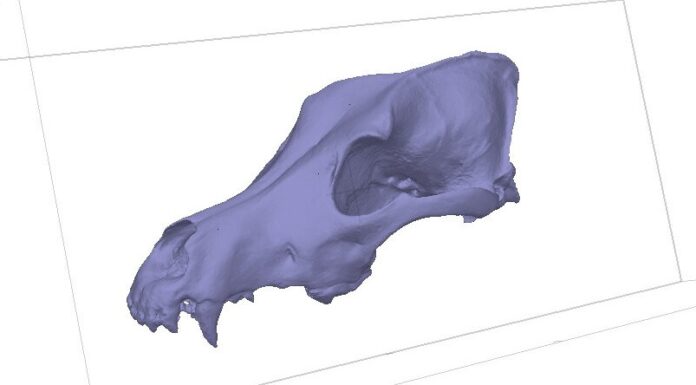 Собаки 8000 р. до н.е. Були неймовірно різноманітні