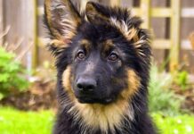 Нове дослідження показало, що більшість порід собак мають значне походження з вовків