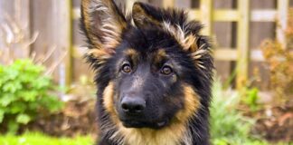 Нове дослідження показало, що більшість порід собак мають значне походження з вовків