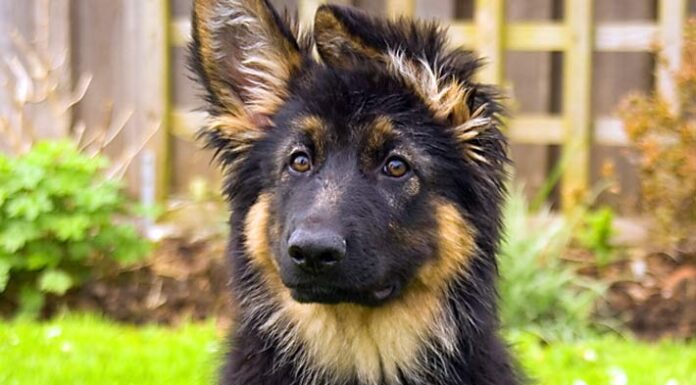 Нове дослідження показало, що більшість порід собак мають значне походження з вовків