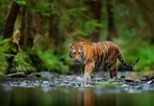 Рев надії: боротьба за порятунок амурського тигра