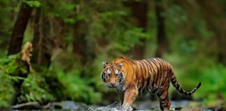 Рев надії: боротьба за порятунок амурського тигра