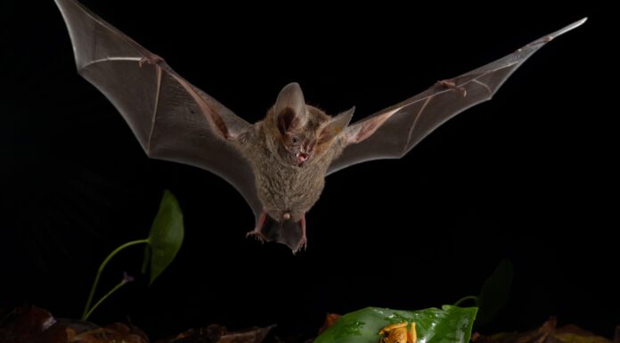Крихітний кажан використовує стратегію лева, щоб зберегти енергію та зловити велику здобич з несподіваним успіхом.