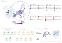 Дослідження показує, що багатомовність пов’язана з уповільненням старіння мозку