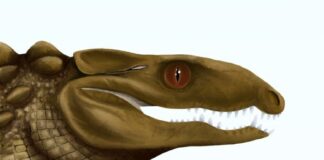 Стародавні австралійські крокодили: скам’янілості яєчної шкаралупи розкривають нові секрети