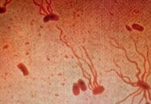 Стародавні бактерії черевного тифу блискавично розвивають стійкість до антибіотиків