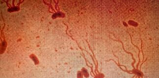 Стародавні бактерії черевного тифу блискавично розвивають стійкість до антибіотиків