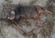 Гробниця вікінгів розкриває таємничий ритуал морського гребінця