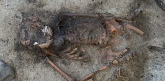 La sepoltura vichinga rivela un misterioso rituale con le conchiglie