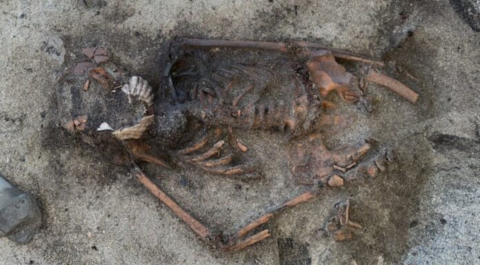 Гробниця вікінгів розкриває таємничий ритуал морського гребінця