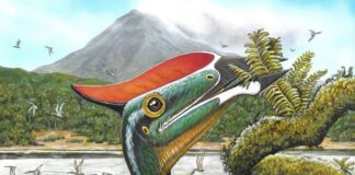 Розкриття дієти птерозавра: перші докази травоїдності літаючих рептилій