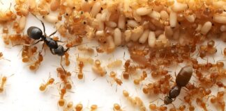 Королева мурашок-паразитів заохочує робітників вбити власну матір