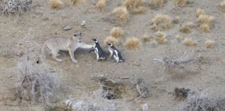Патагонські пуми тепер полюють на пінгвінів завдяки зміні екосистеми