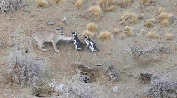 Патагонські пуми тепер полюють на пінгвінів завдяки зміні екосистеми