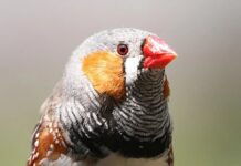 Сітківка птахів процвітає без кисню: 400-річна таємниця розгадана