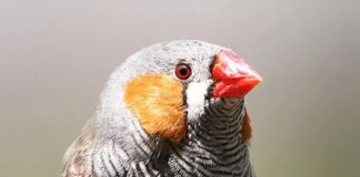 Сітківка птахів процвітає без кисню: 400-річна таємниця розгадана