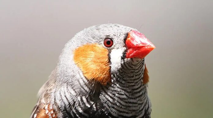 Сітківка птахів процвітає без кисню: 400-річна таємниця розгадана