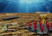Швидке відновлення коралів: новий матеріал дає надію рифам