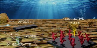 Швидке відновлення коралів: новий матеріал дає надію рифам
