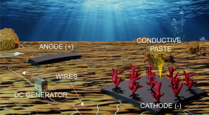 Швидке відновлення коралів: новий матеріал дає надію рифам