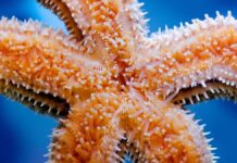 Морські зірки орієнтуються без мозку: як вони долають будь-яку поверхню