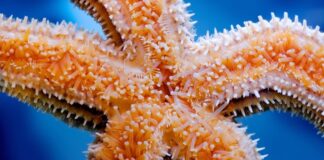 Морські зірки орієнтуються без мозку: як вони долають будь-яку поверхню