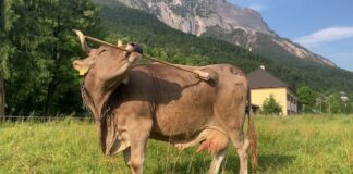 Корова демонструє вдосконалене використання інструментів, кидаючи виклик припущенням про інтелект сільськогосподарських тварин