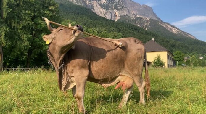 Корова демонструє вдосконалене використання інструментів, кидаючи виклик припущенням про інтелект сільськогосподарських тварин